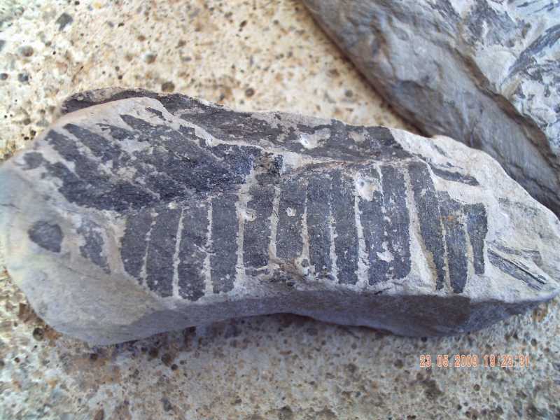 Paleobotanica: Felce fossile
